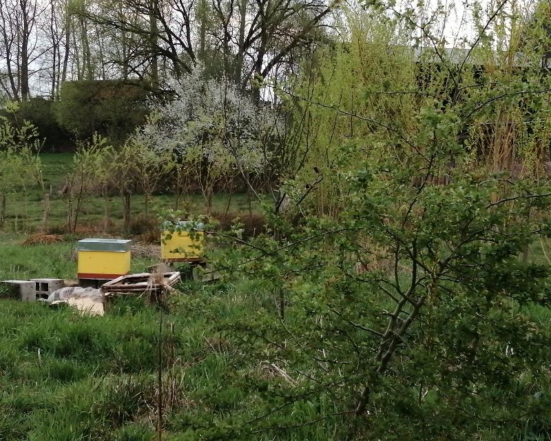 Milieux ligneux